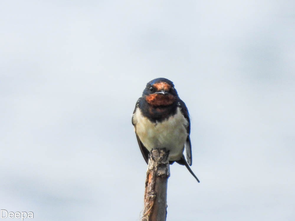 Barn Swallow - ML416706901