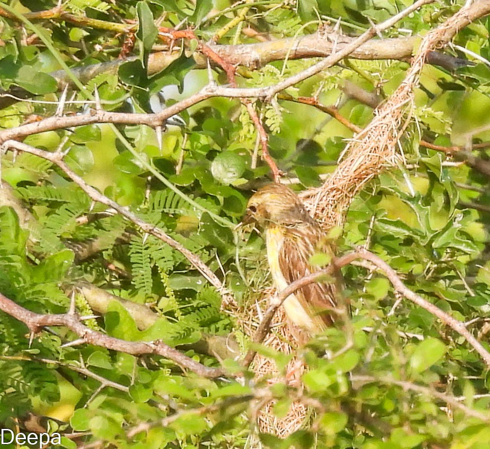 Baya Weaver - Deepa Wimalasena