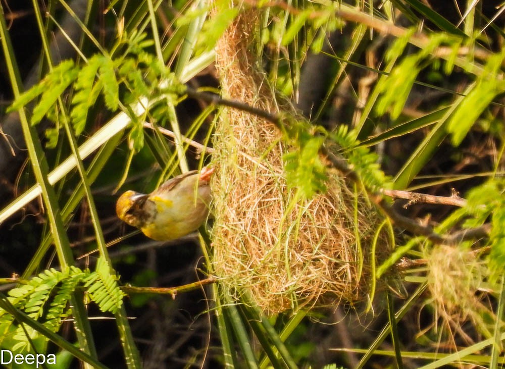 Baya Weaver - Deepa Wimalasena