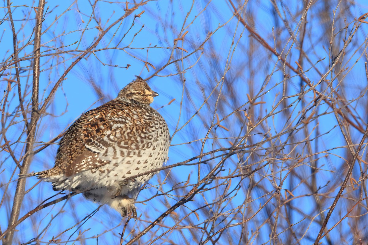 Sharp-tailed Grouse - ML416708991