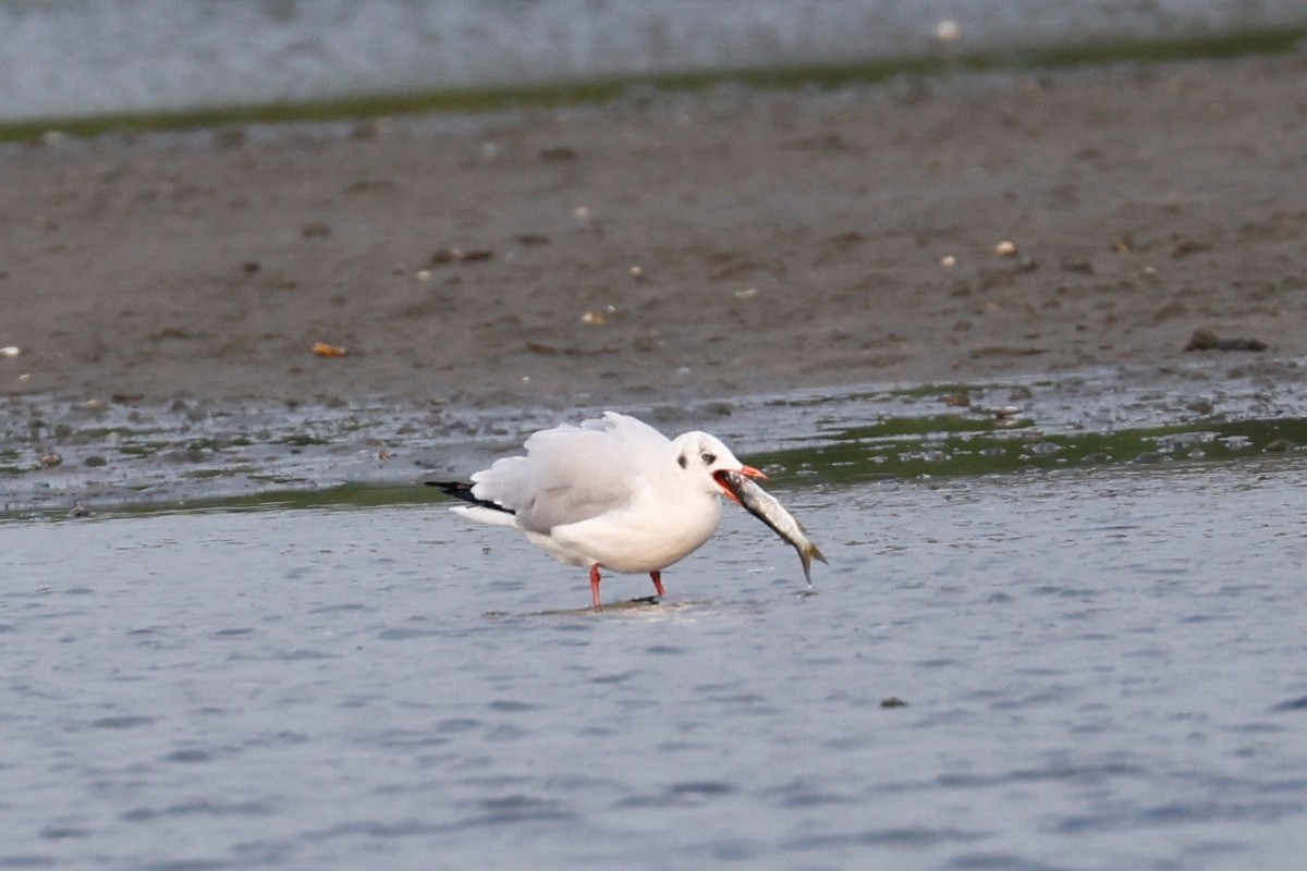 Brown-headed Gull - ML416709351