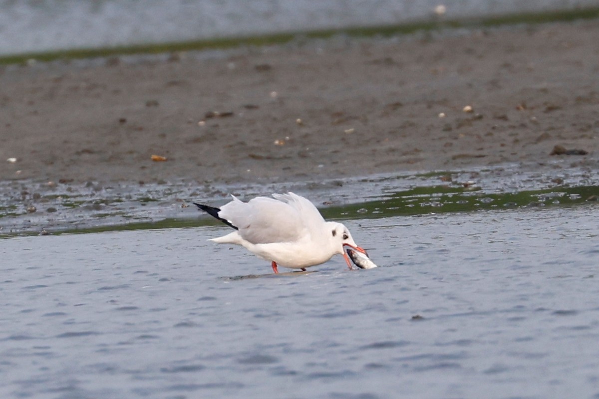 Brown-headed Gull - ML416709361