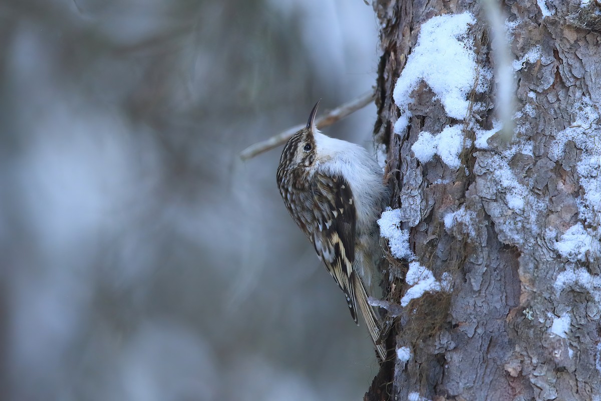 Brown Creeper - Serge Rivard