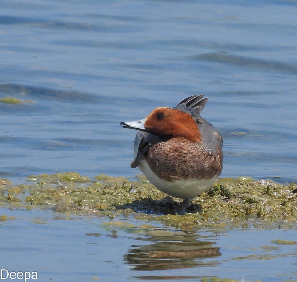 Eurasian Wigeon - Deepa Wimalasena