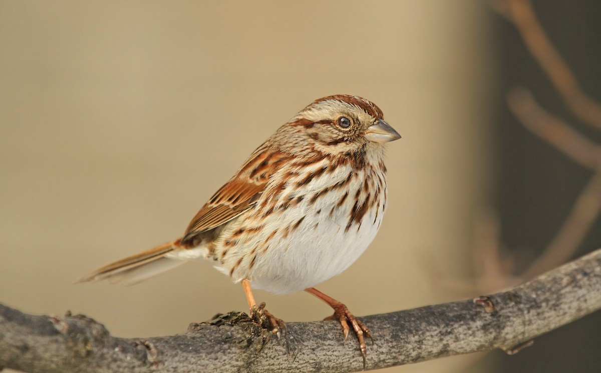 Song Sparrow - Ryan Schain