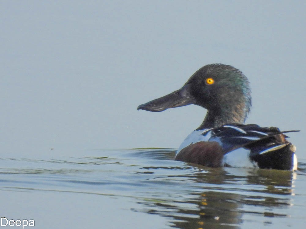 Northern Shoveler - Deepa Wimalasena