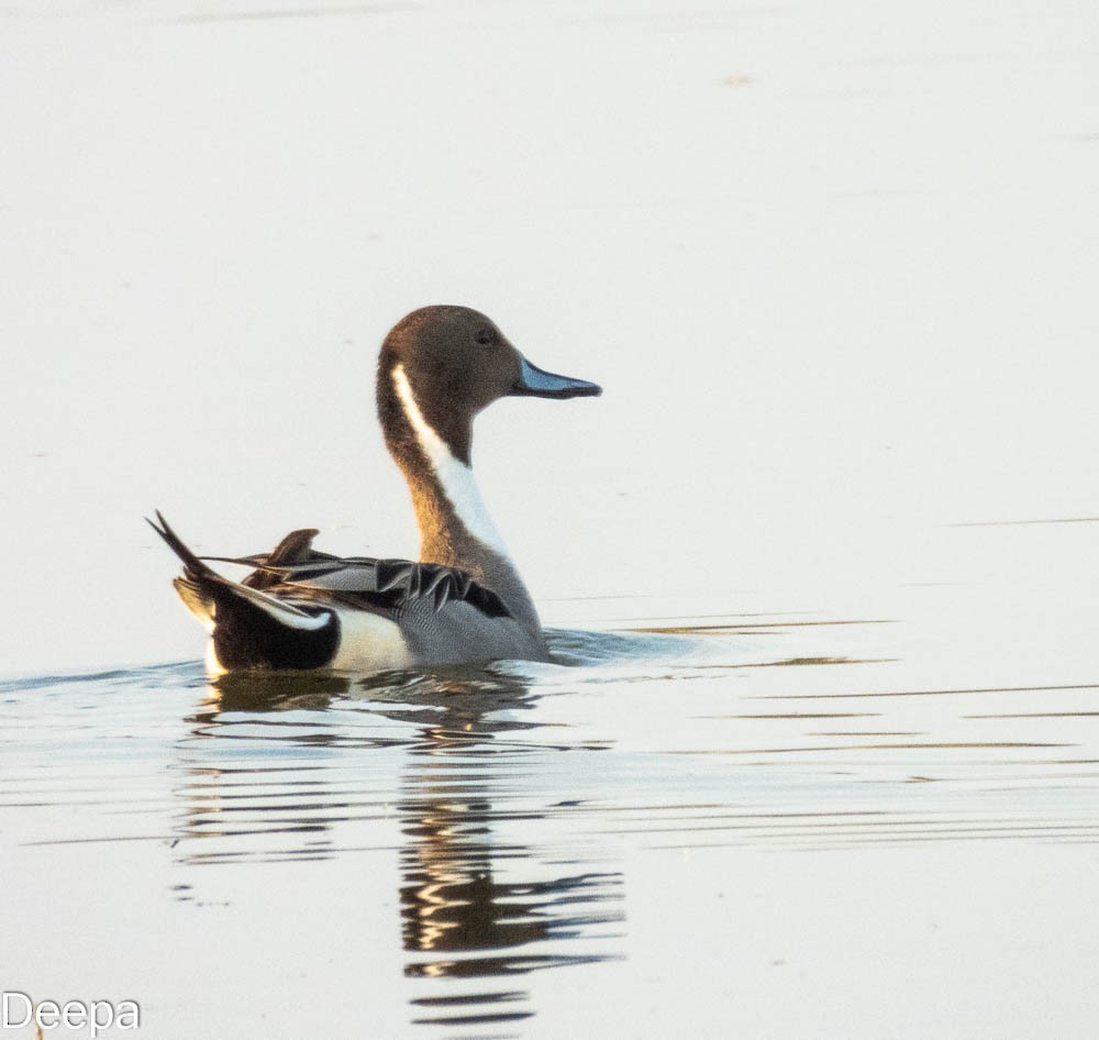 Northern Pintail - ML416710721