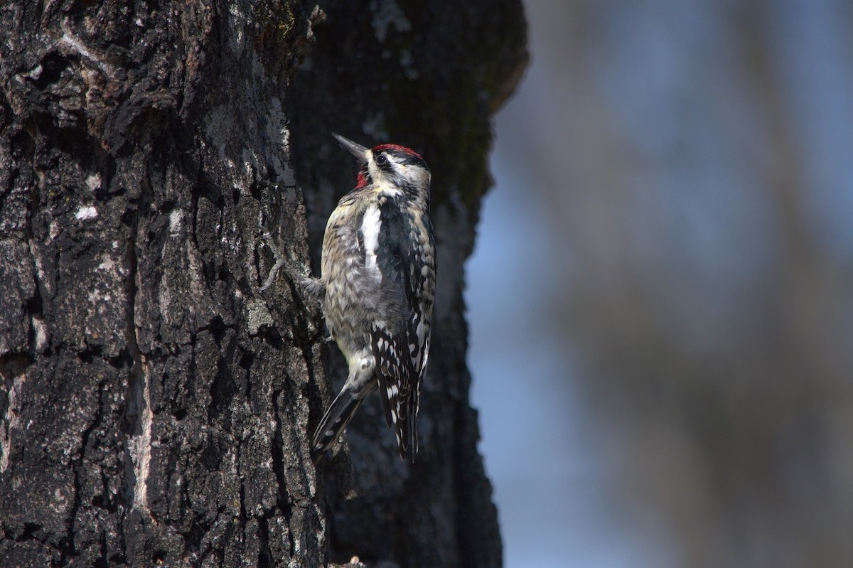 Yellow-bellied Sapsucker - David Hamilton