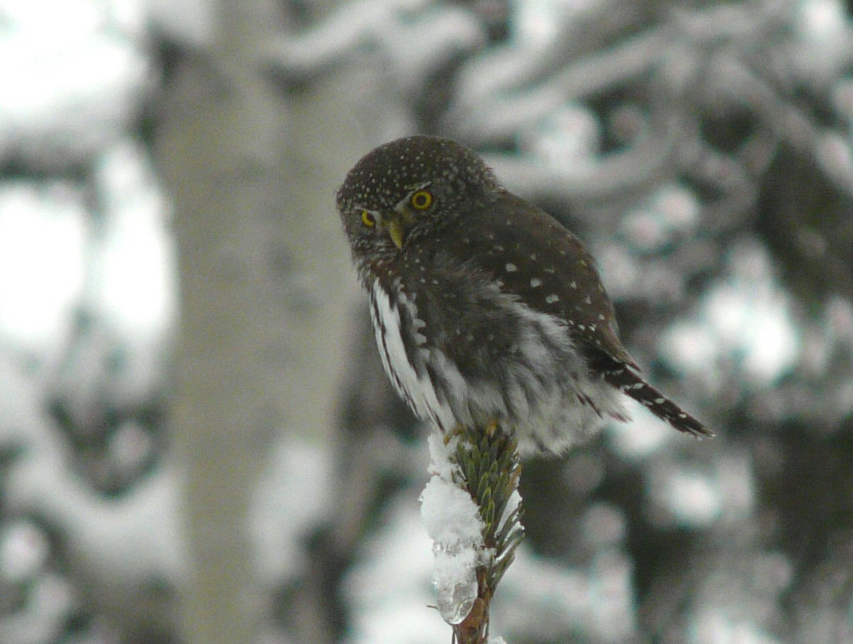 Northern Pygmy-Owl - Douglas Leighton