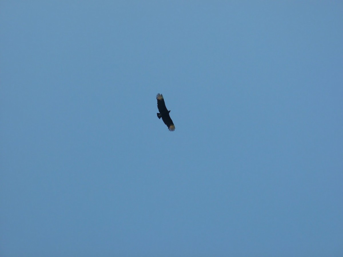 Black Vulture - ML416714121