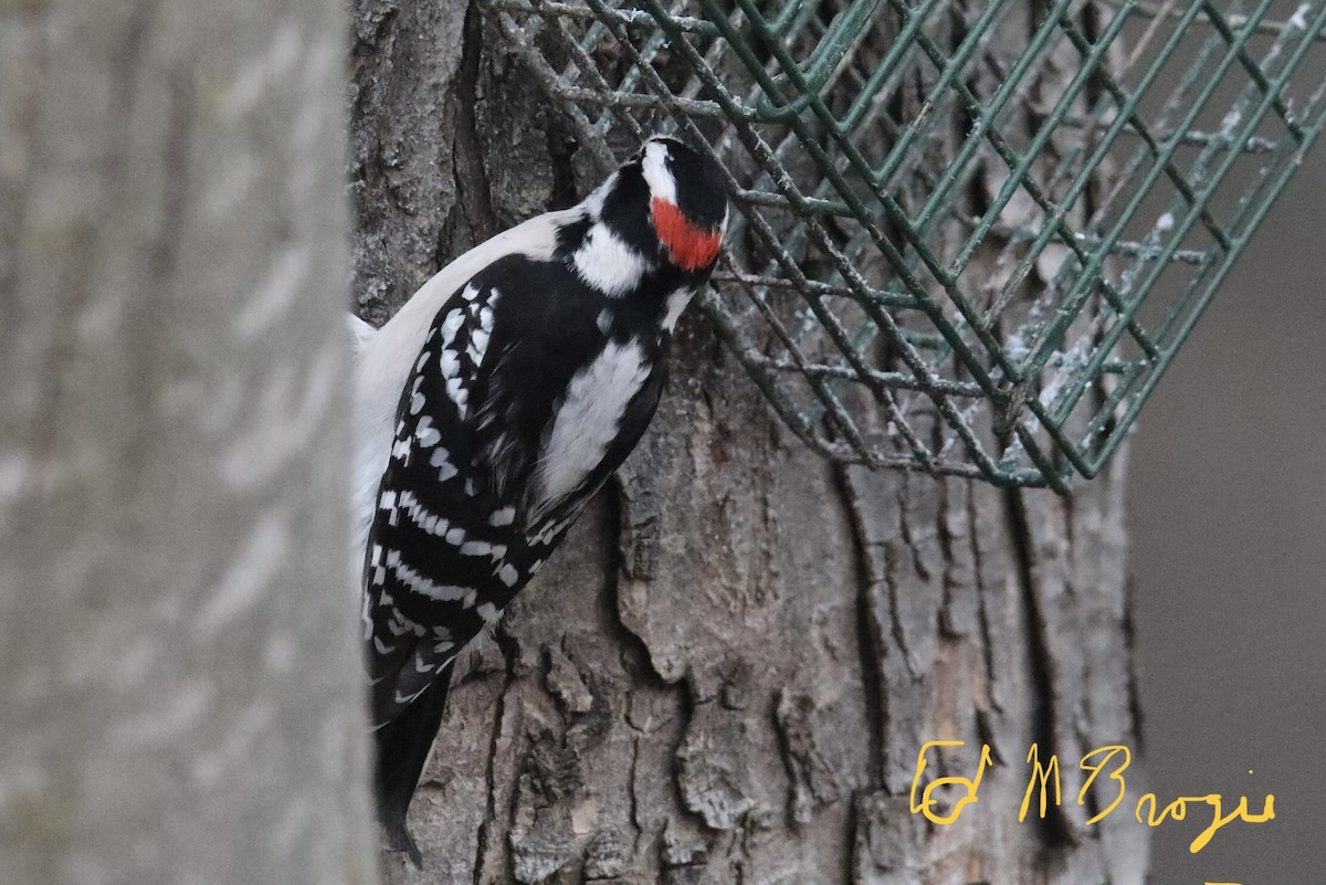 Downy Woodpecker - ML416714891