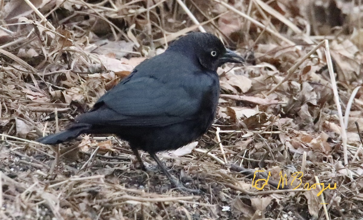 Brewer's Blackbird - ML416714911