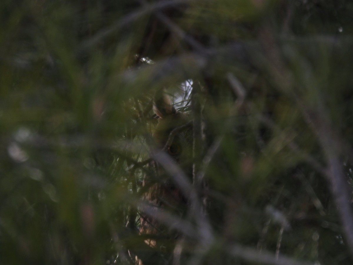 Long-eared Owl - Cesar Clemente