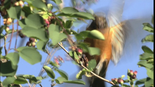 American Robin - ML416715