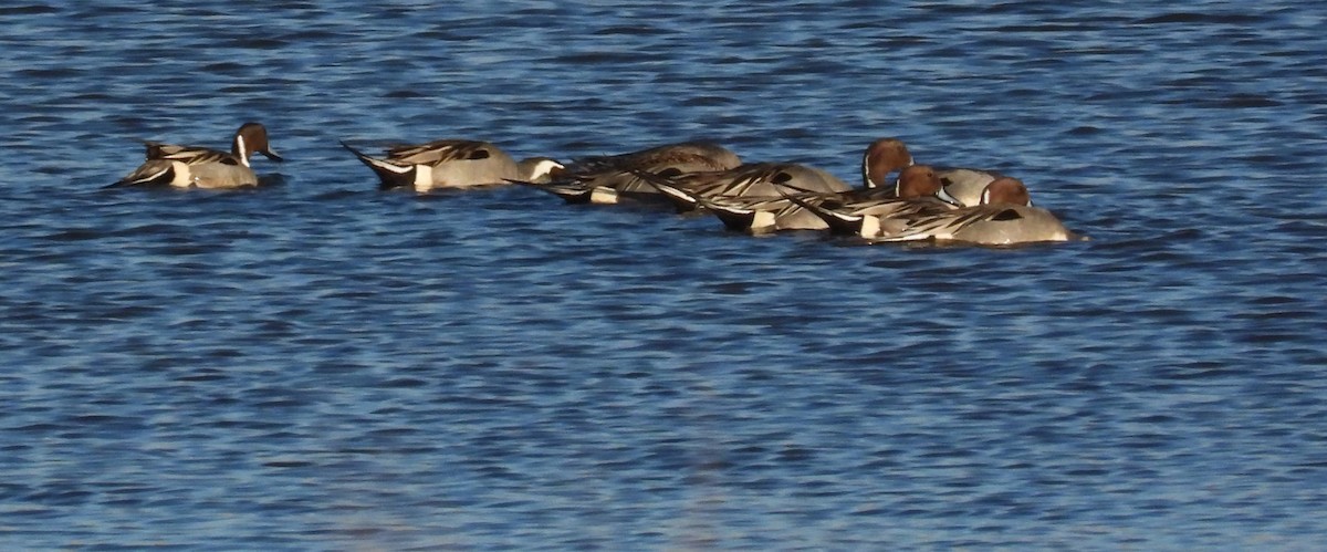 Northern Pintail - ML416715421