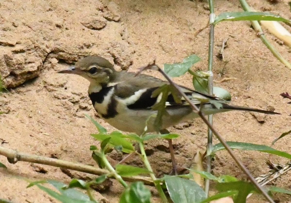 Forest Wagtail - Sunanda Vinayachandran