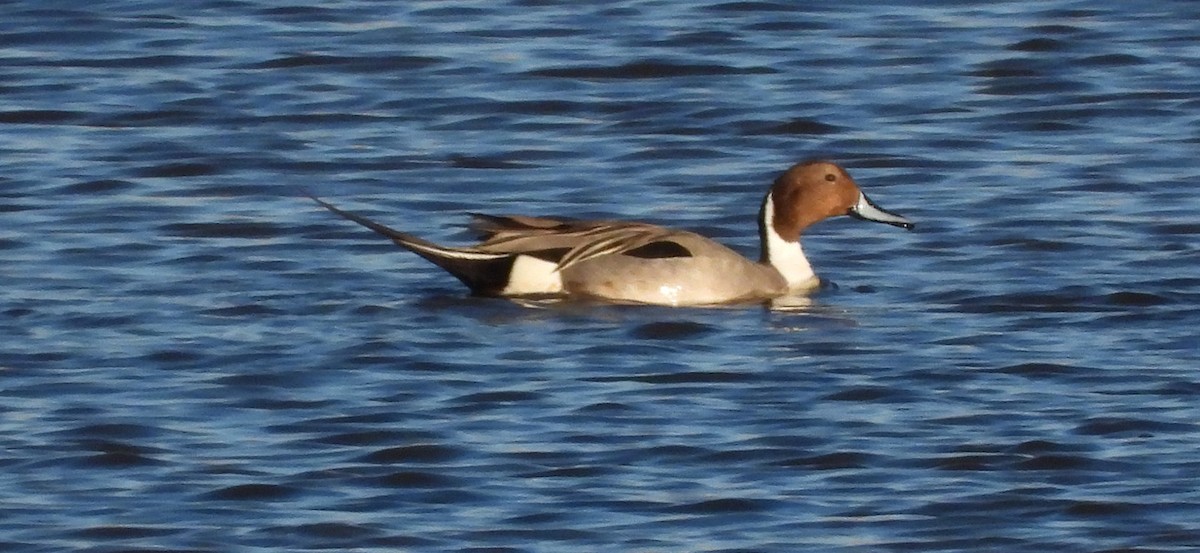 Northern Pintail - ML416715461