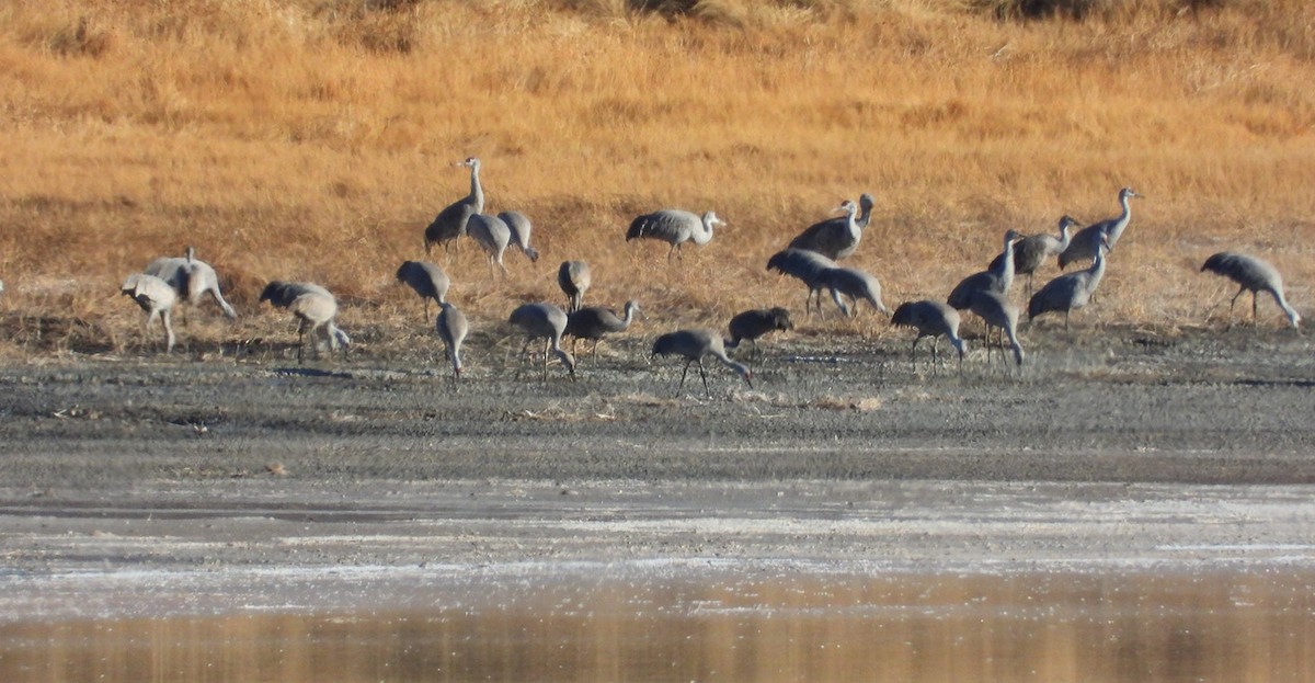 Sandhill Crane - ML416715551