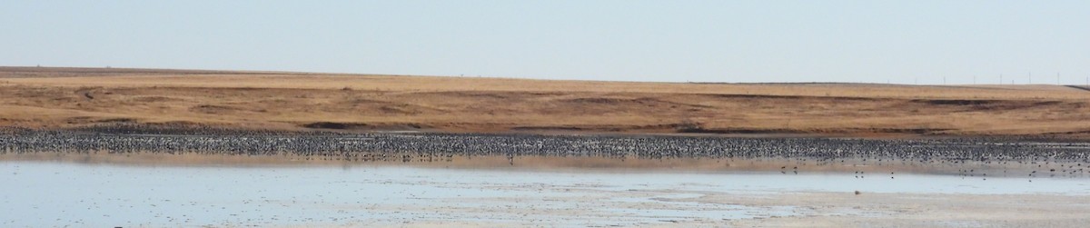 Sandhill Crane - ML416715631