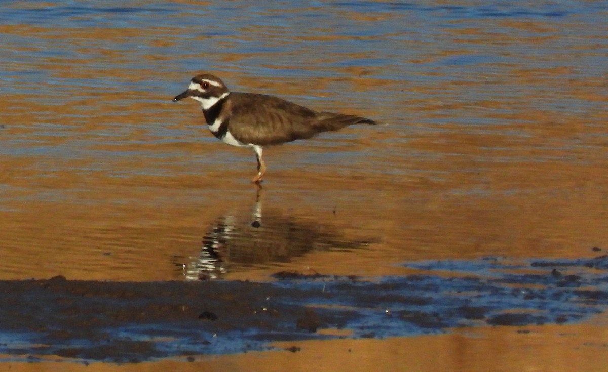 Killdeer - ML416715691