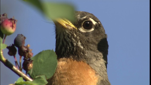 American Robin - ML416716