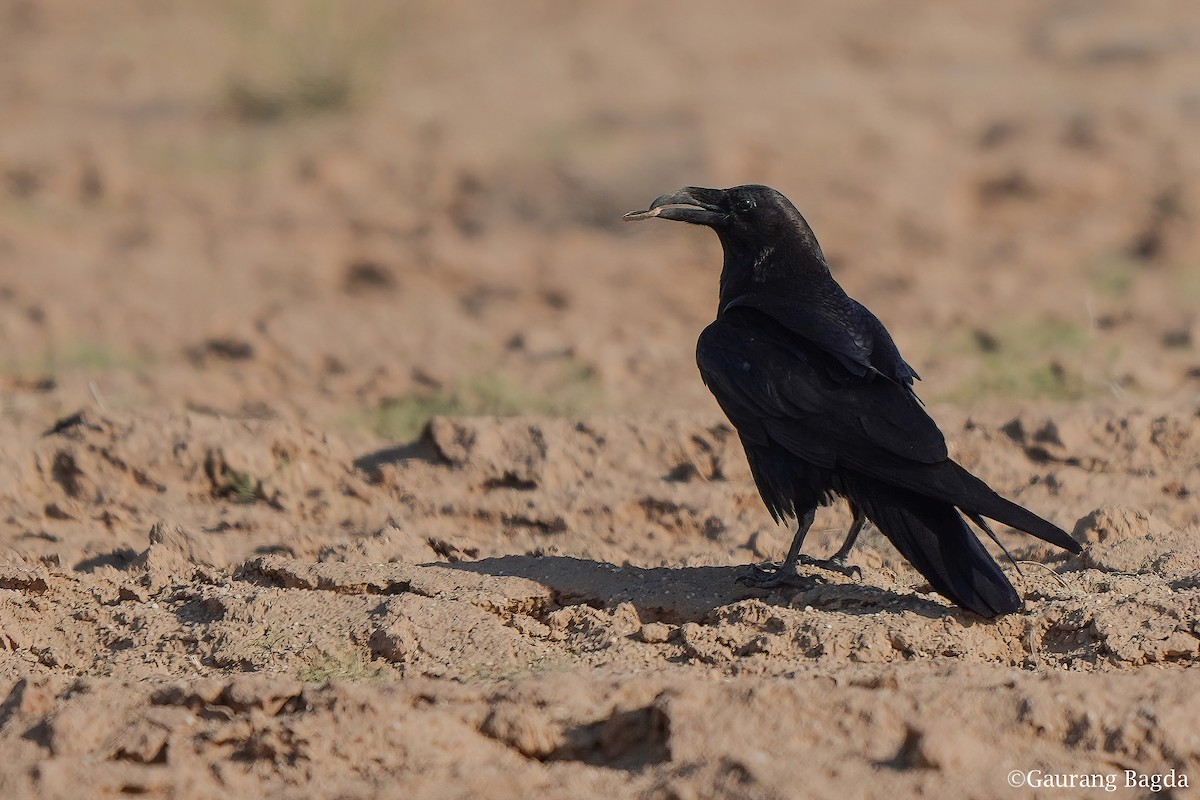 Common Raven - ML416716511