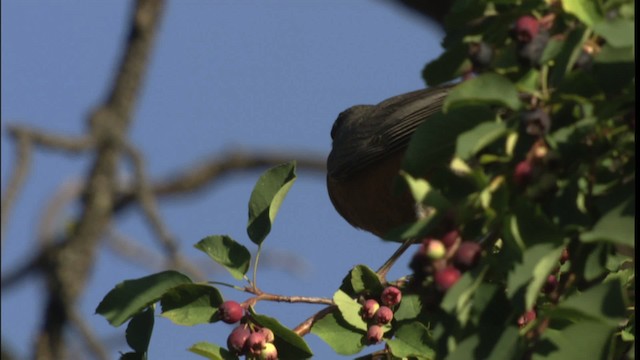 American Robin - ML416717