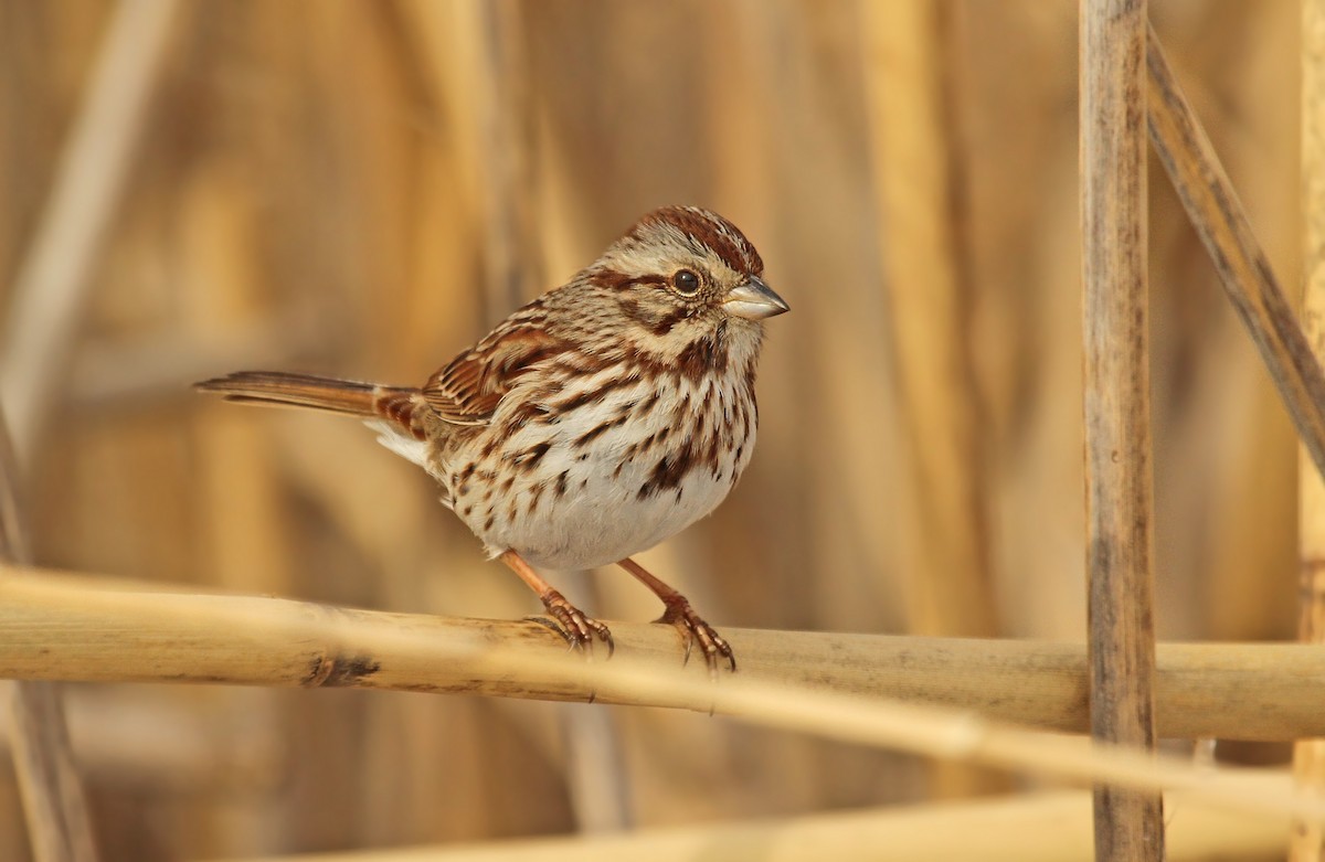 Song Sparrow - Ryan Schain