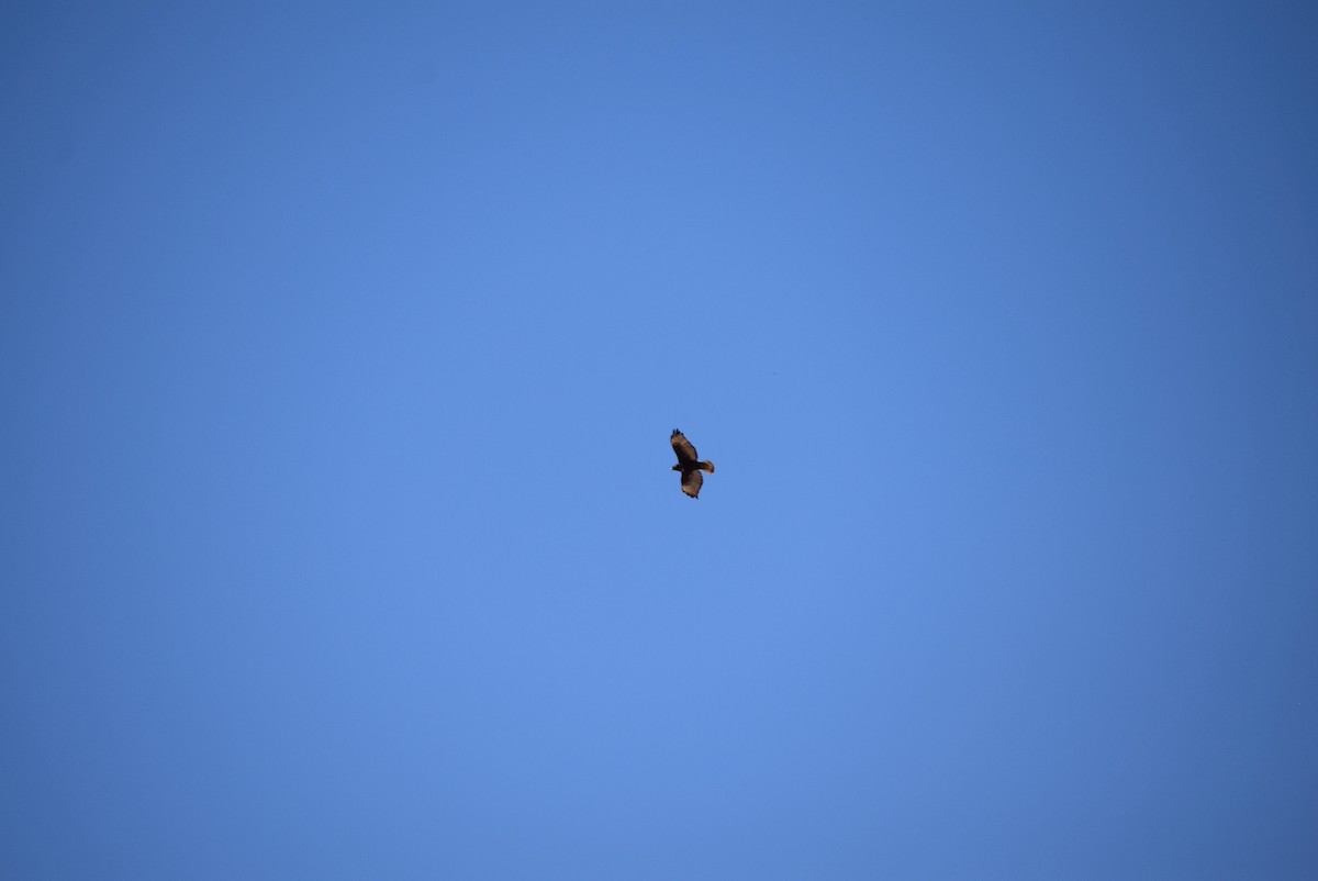 hawk sp. - ML416718581