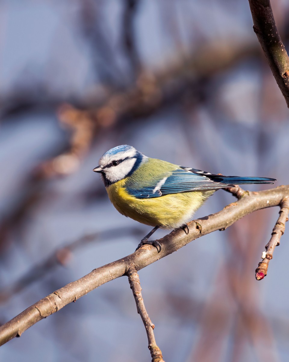 Eurasian Blue Tit - ML416722691
