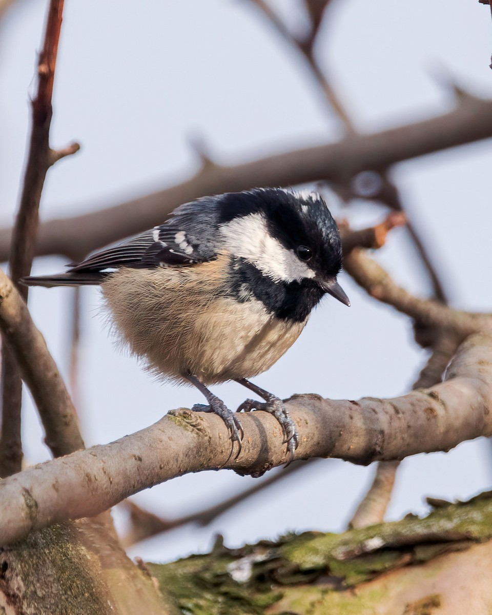 Coal Tit - ML416724051