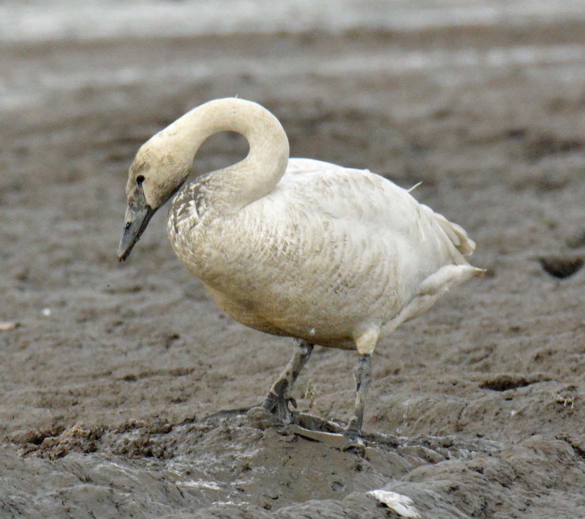 Trumpeter Swan - ML416724561