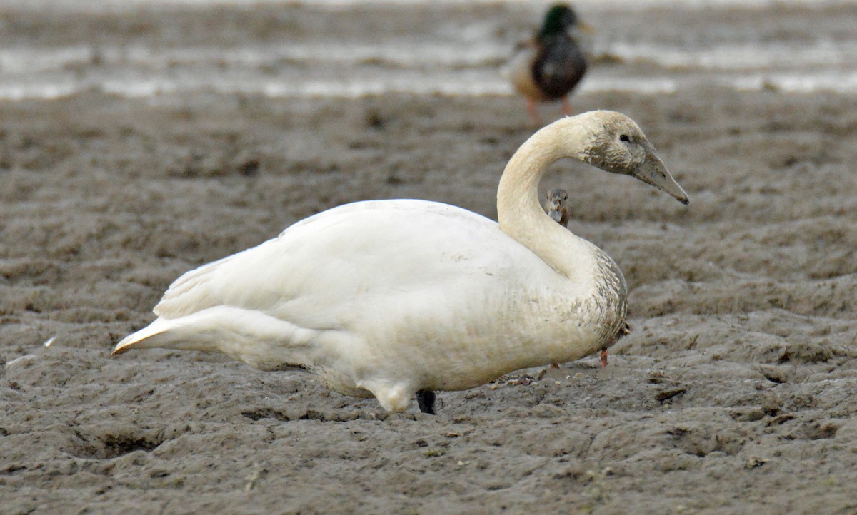 Trumpeter Swan - ML416724571