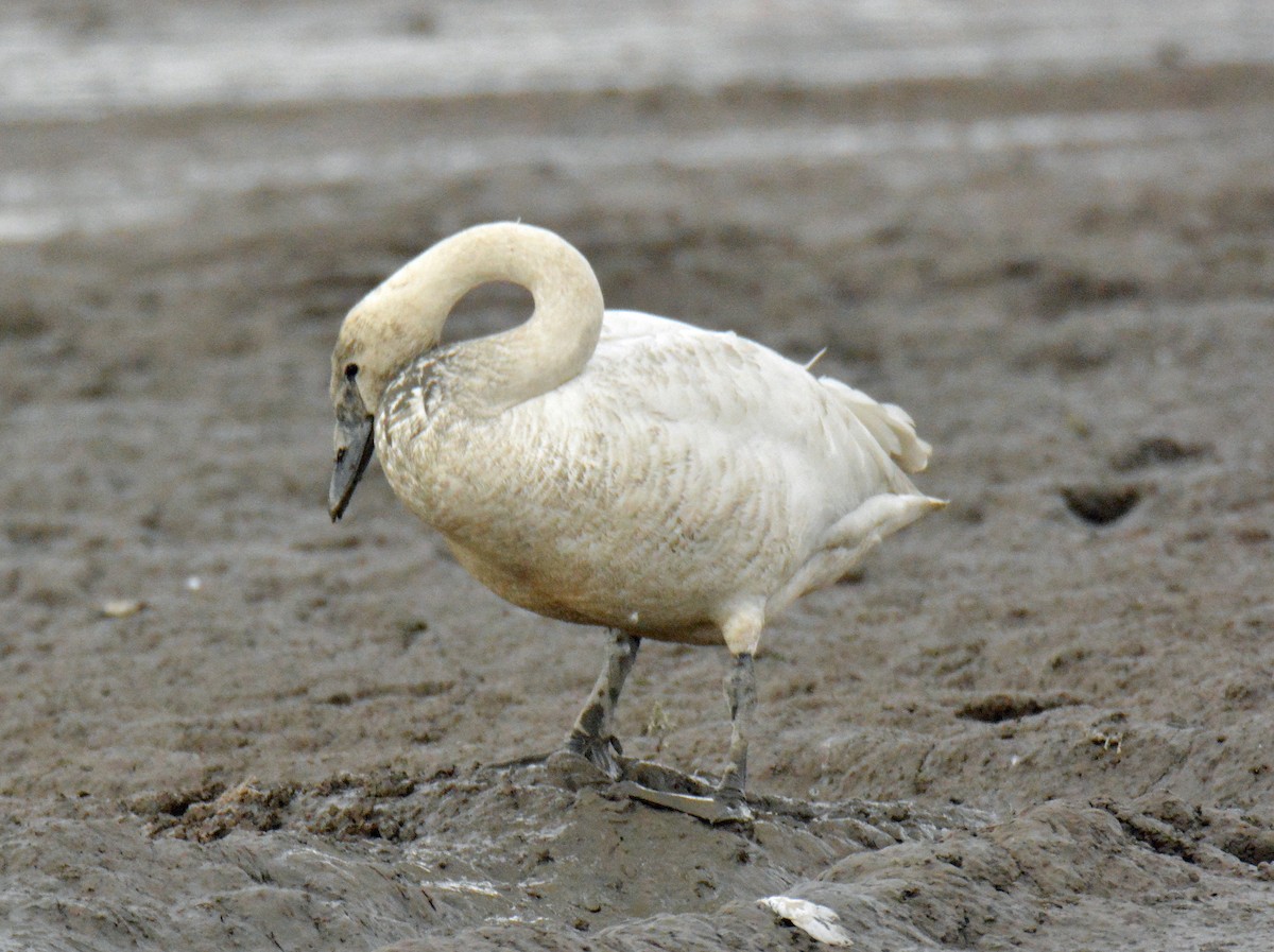 Trumpeter Swan - ML416724601