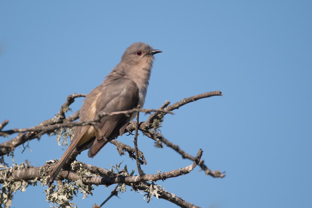 Ash-colored Cuckoo - ML416724951