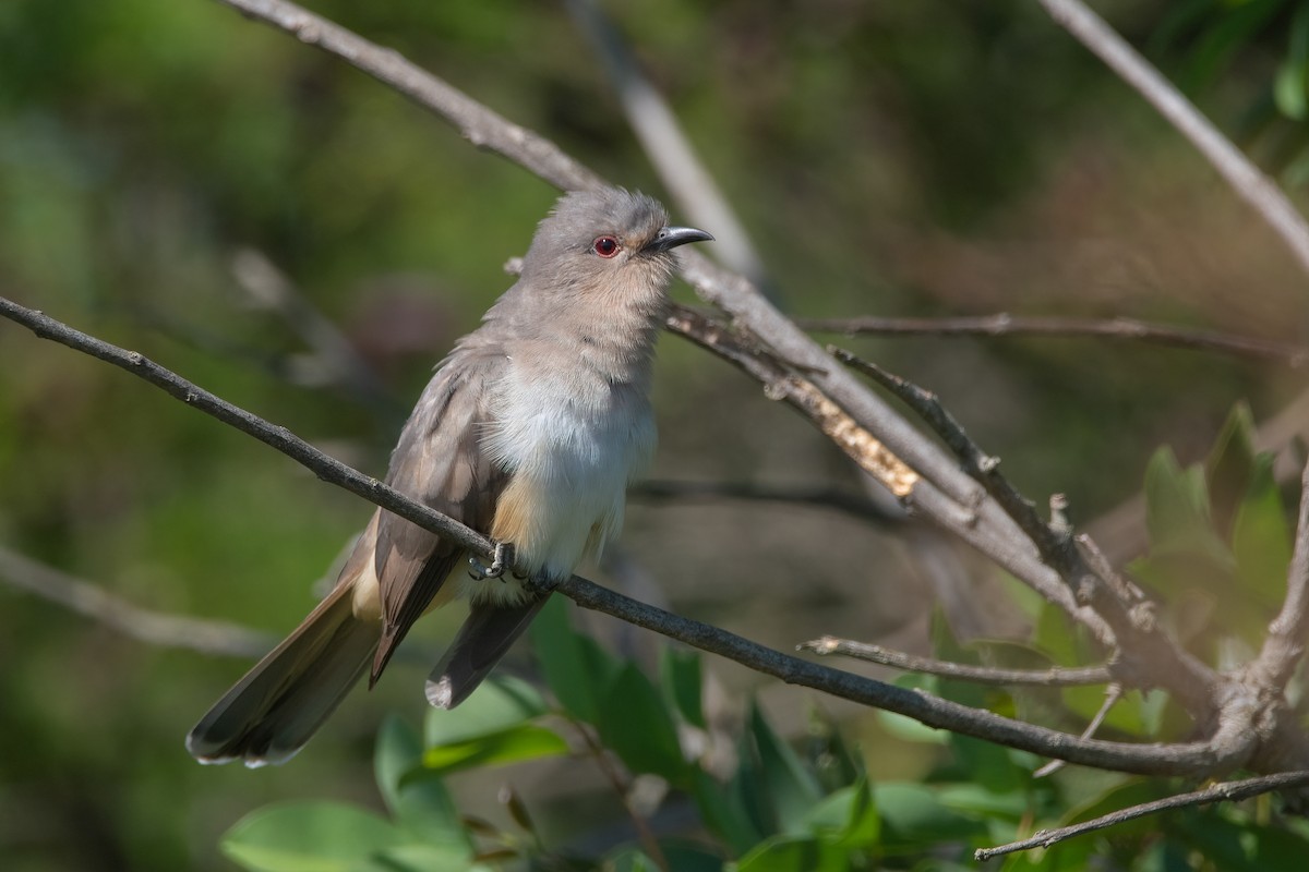 Ash-colored Cuckoo - ML416724971