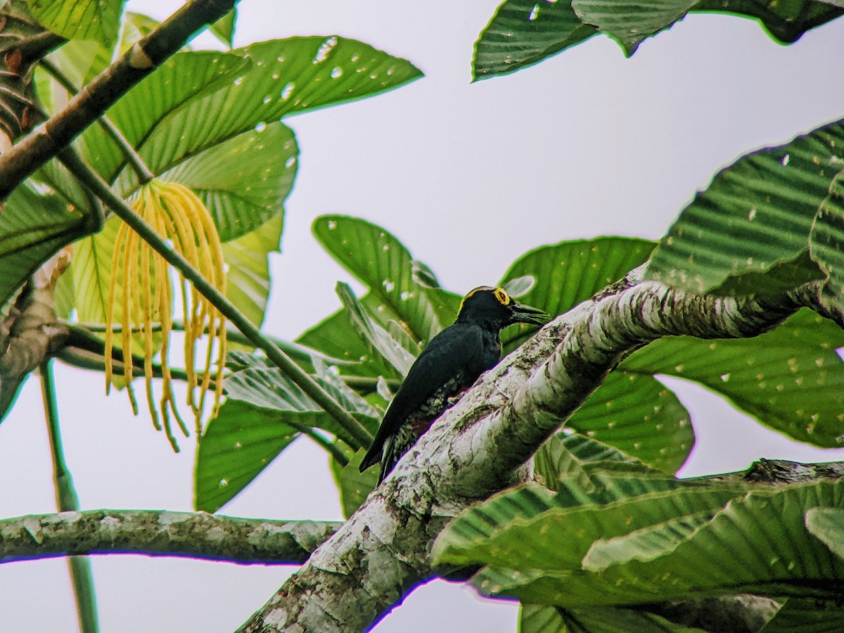 Yellow-tufted Woodpecker - ML416725591