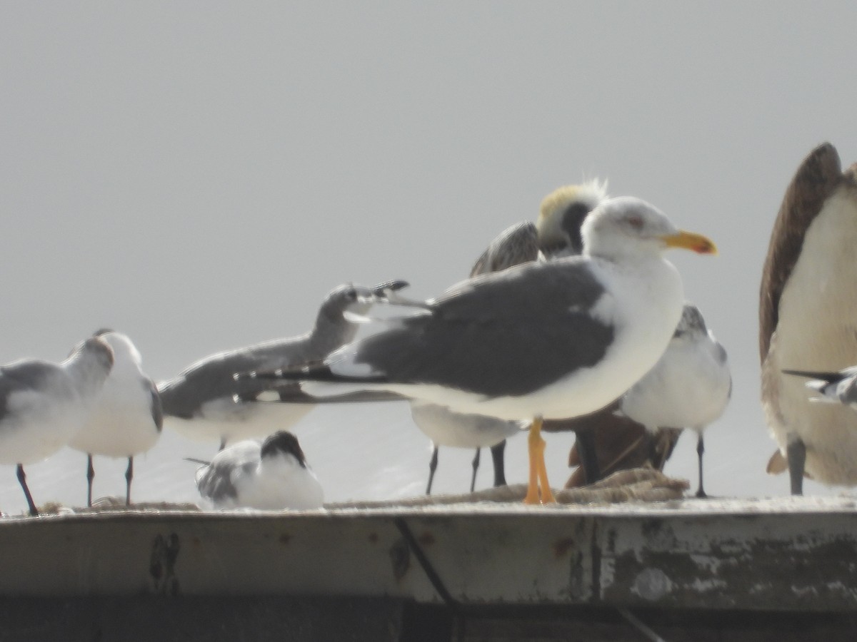 Lesser Black-backed Gull - ML416728561