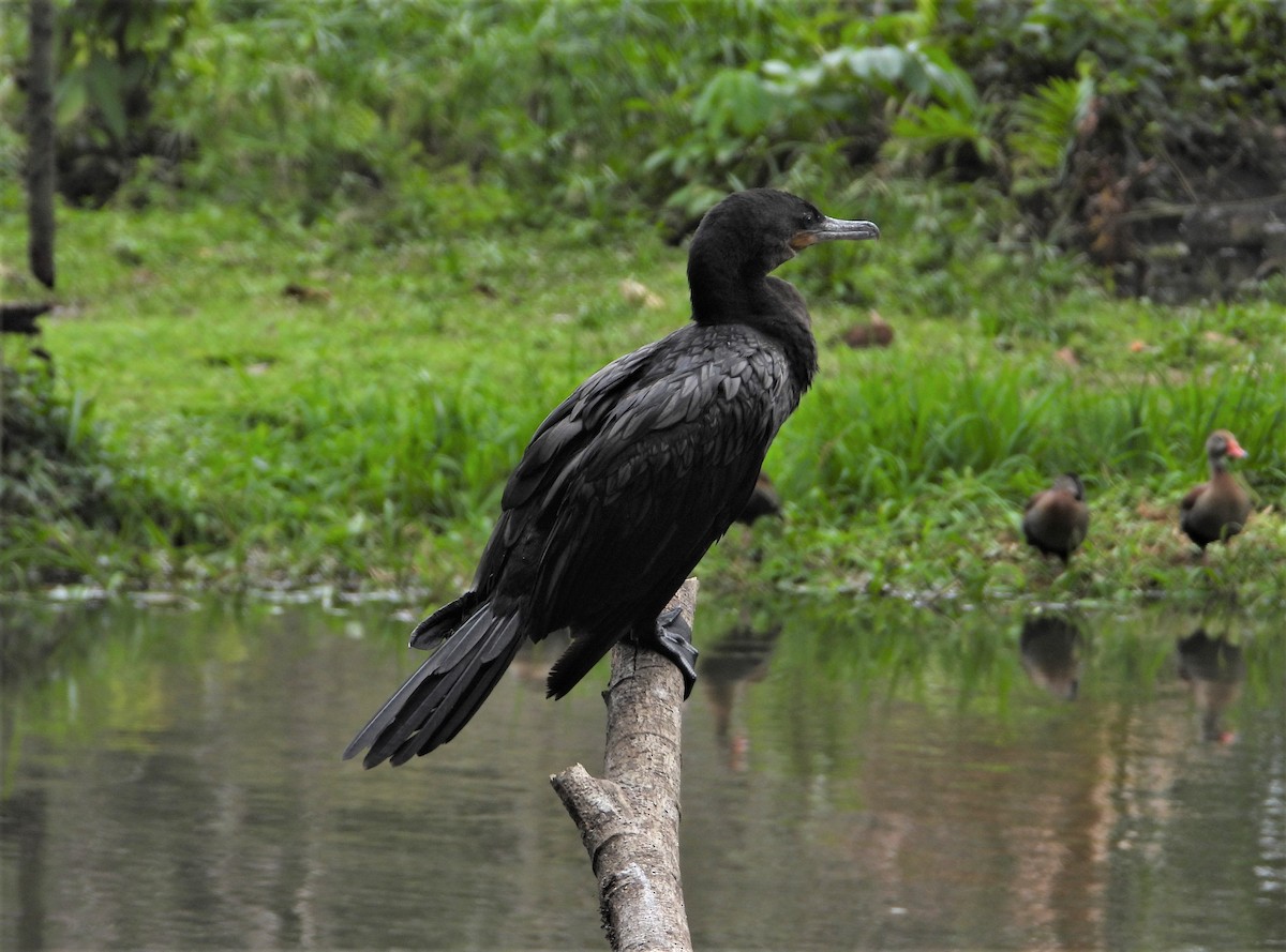 Neotropic Cormorant - ML416729441