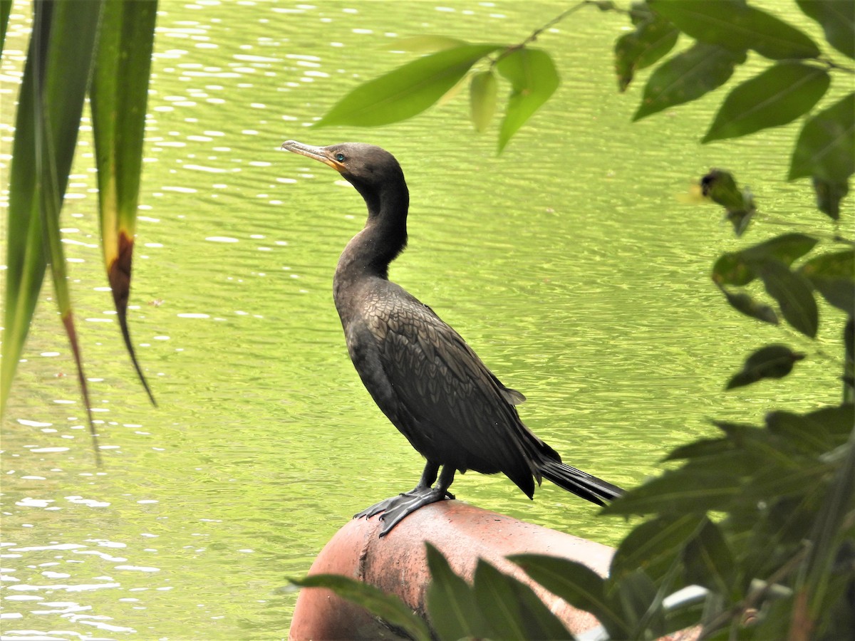 Neotropic Cormorant - ML416730141