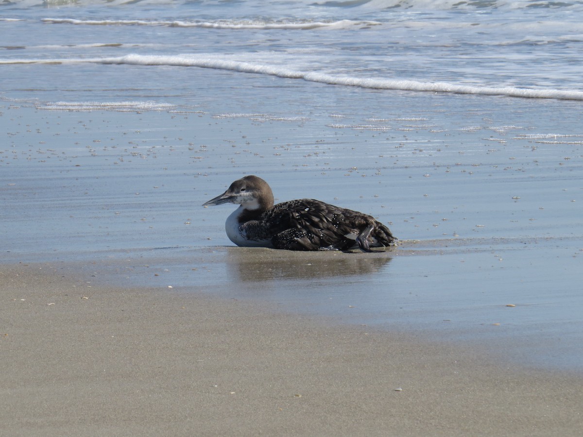 Common Loon - ML416730421