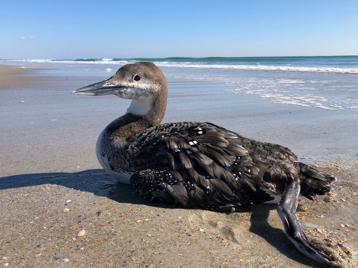 Common Loon - ML416730531