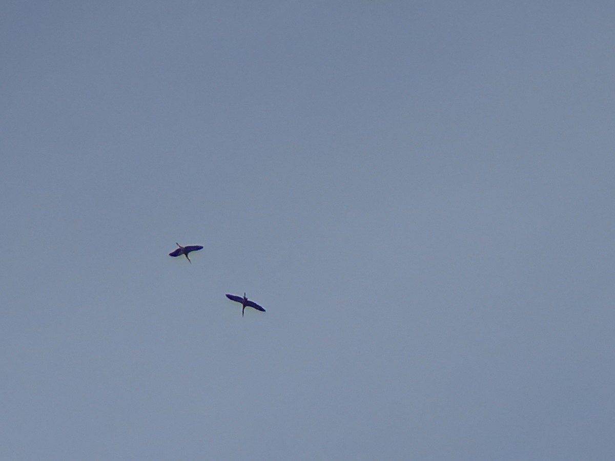 White Stork - ML416730641
