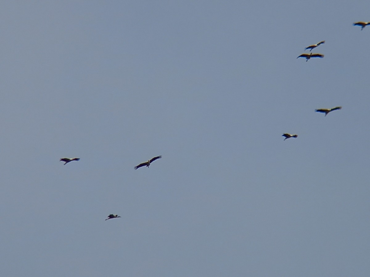 White Stork - ML416730661