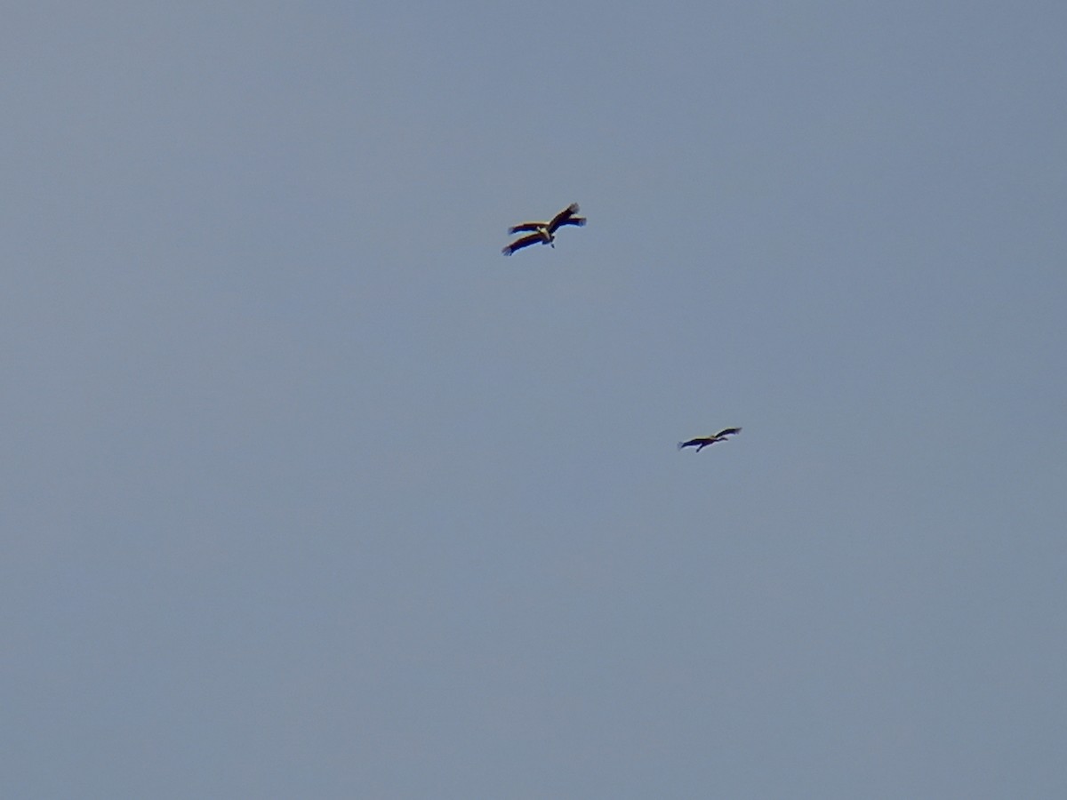 White Stork - ML416730681