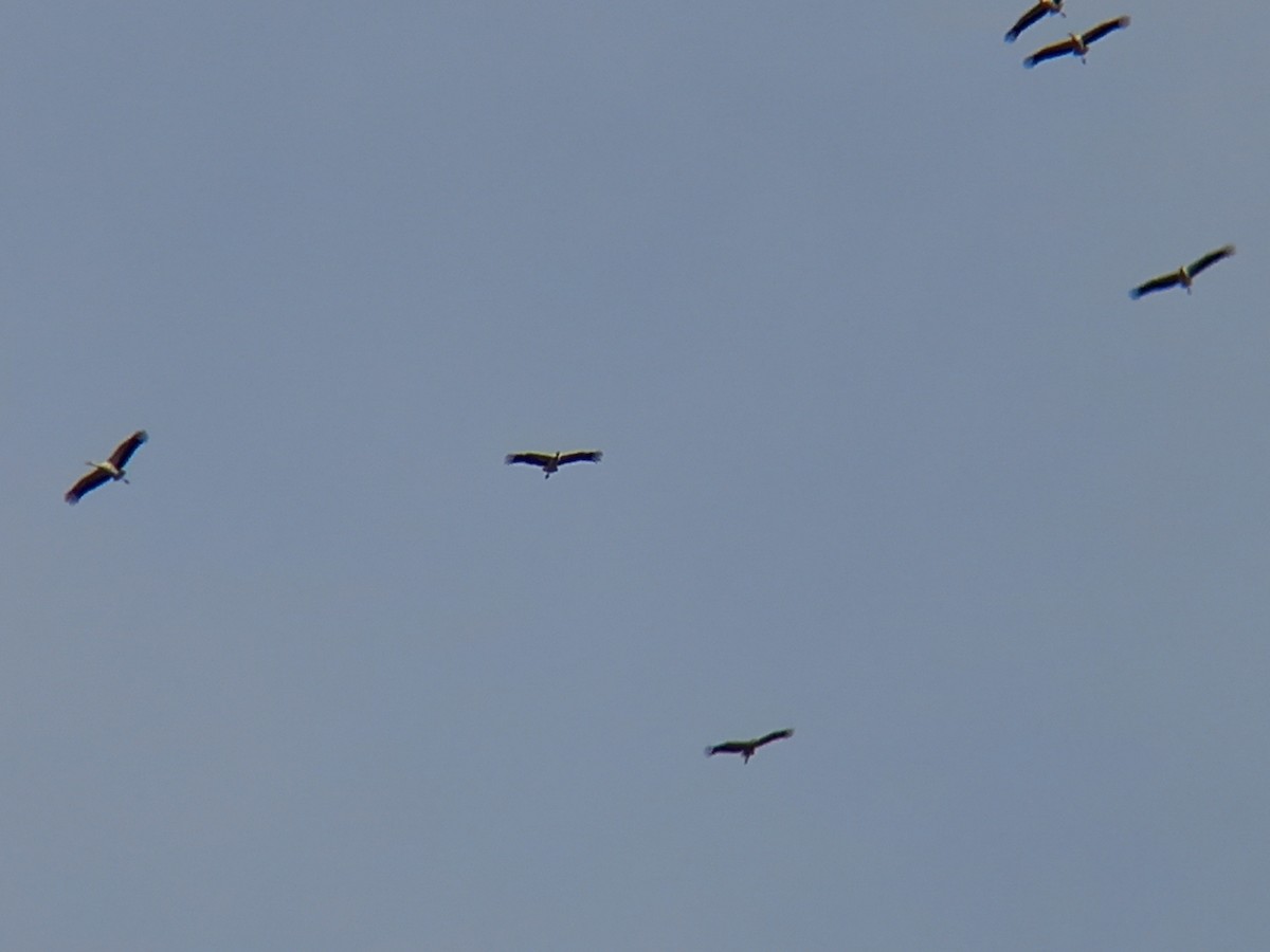 White Stork - ML416730691