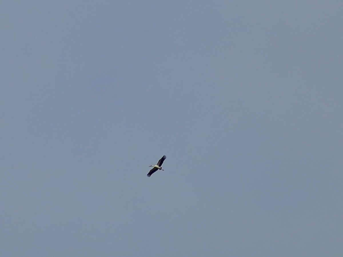 White Stork - ML416730711