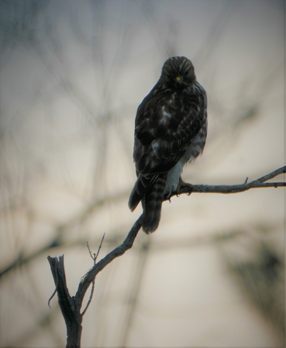 Red-shouldered Hawk - ML416732351