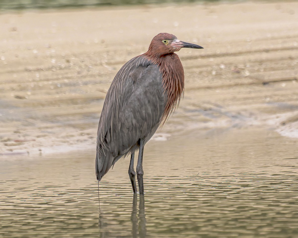 Reddish Egret - ML416733411