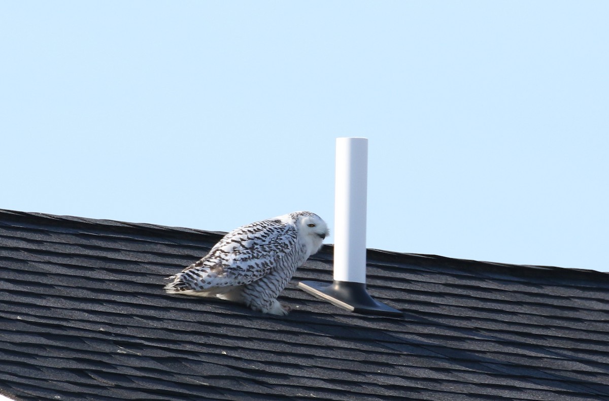 Snowy Owl - ML416735981